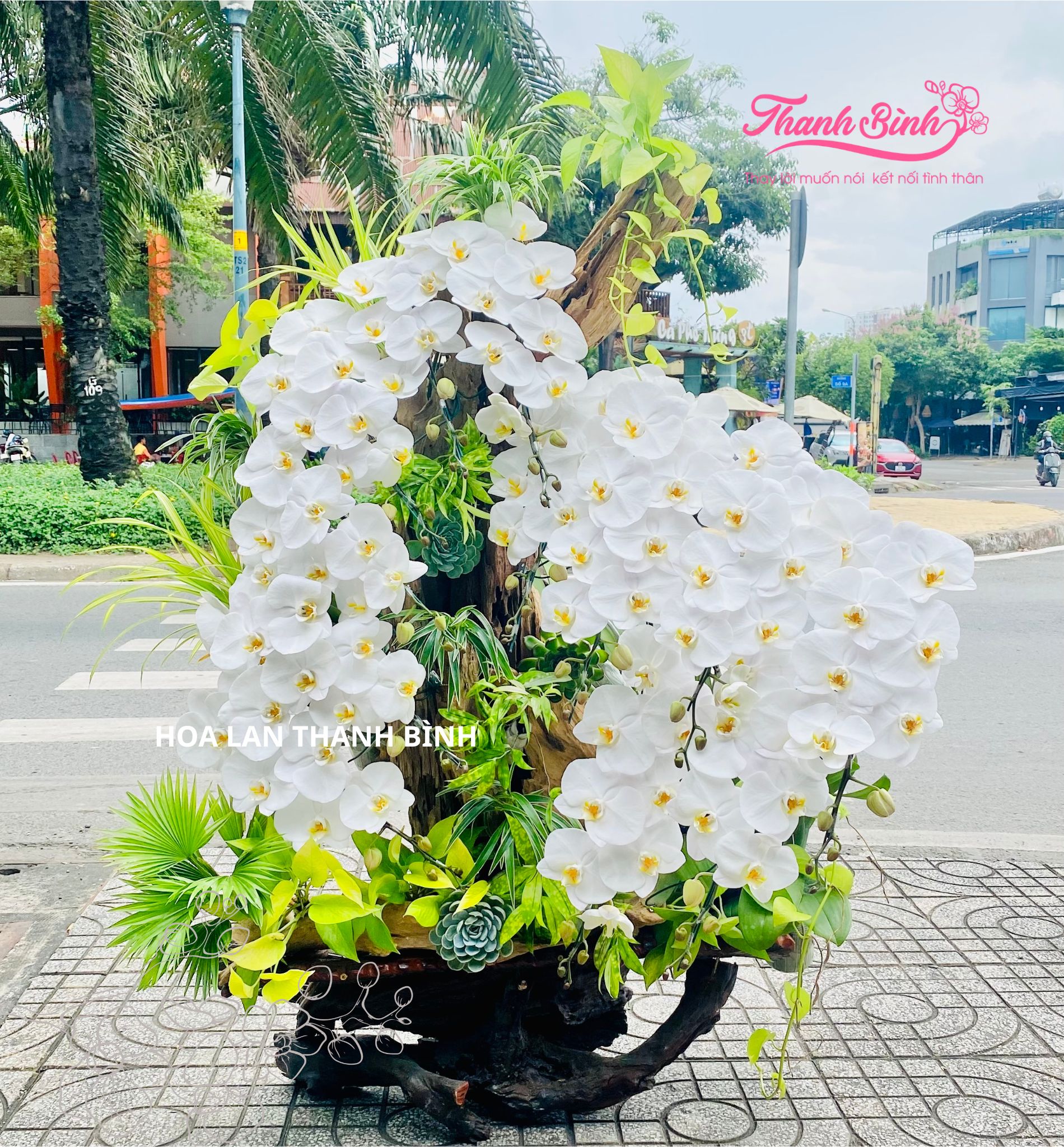 Lan Hồ Điệp Trắng Ghép Lũa - LA131